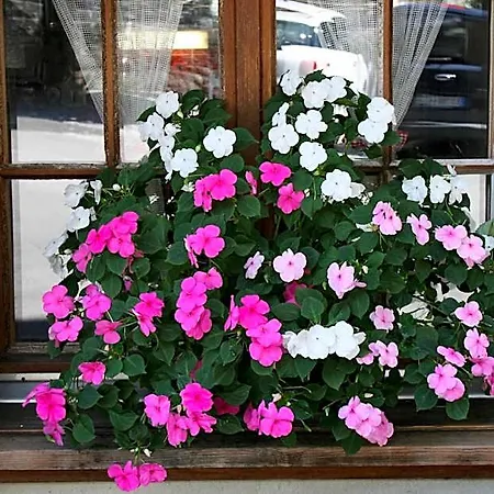 Staubbach Hotel Lauterbrunnen